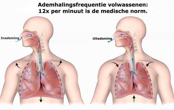 ademhalingsfrequentie