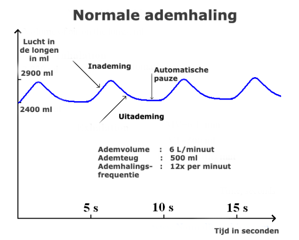 Normale ademhaling