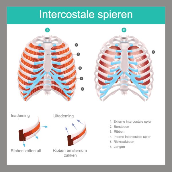 intercostale spieren