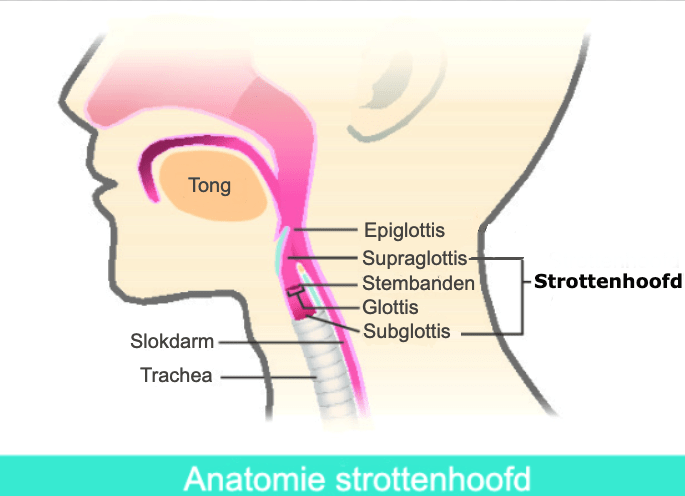 Strottenhoofd - ontstoken strottenhoofd - Functie strottenhoofd