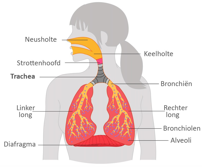 Trachea, ofwel de luchtpijp en tracheïtis (ontsteking v/d luchtpijp)