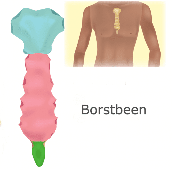 Borstbeen