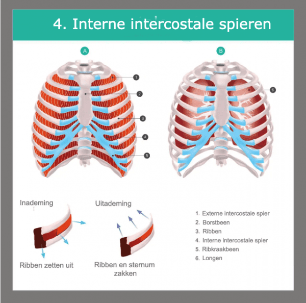 Interne intercostale spieren