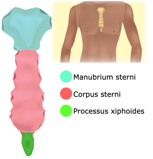 Sternum