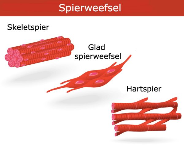 Glad spierweefsel