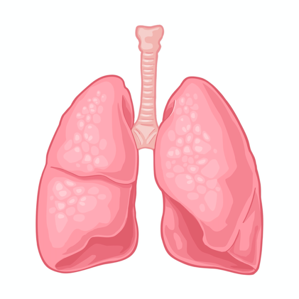 respiratoire alkalose